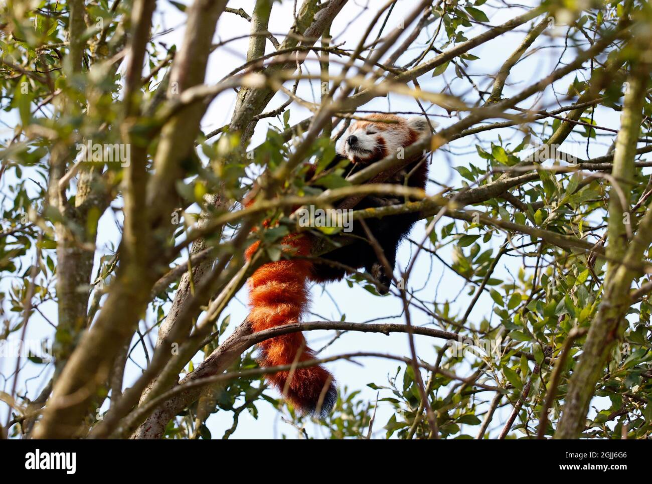 Panda rouge dans un parc animalier Banque D'Images