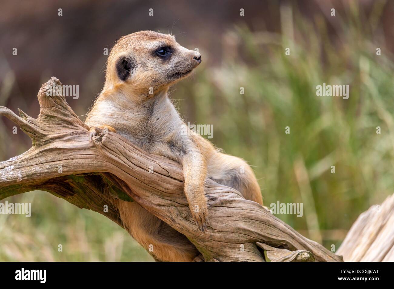 un meerkat sur la garde, allongé sur une racine d'arbre morte Banque D'Images