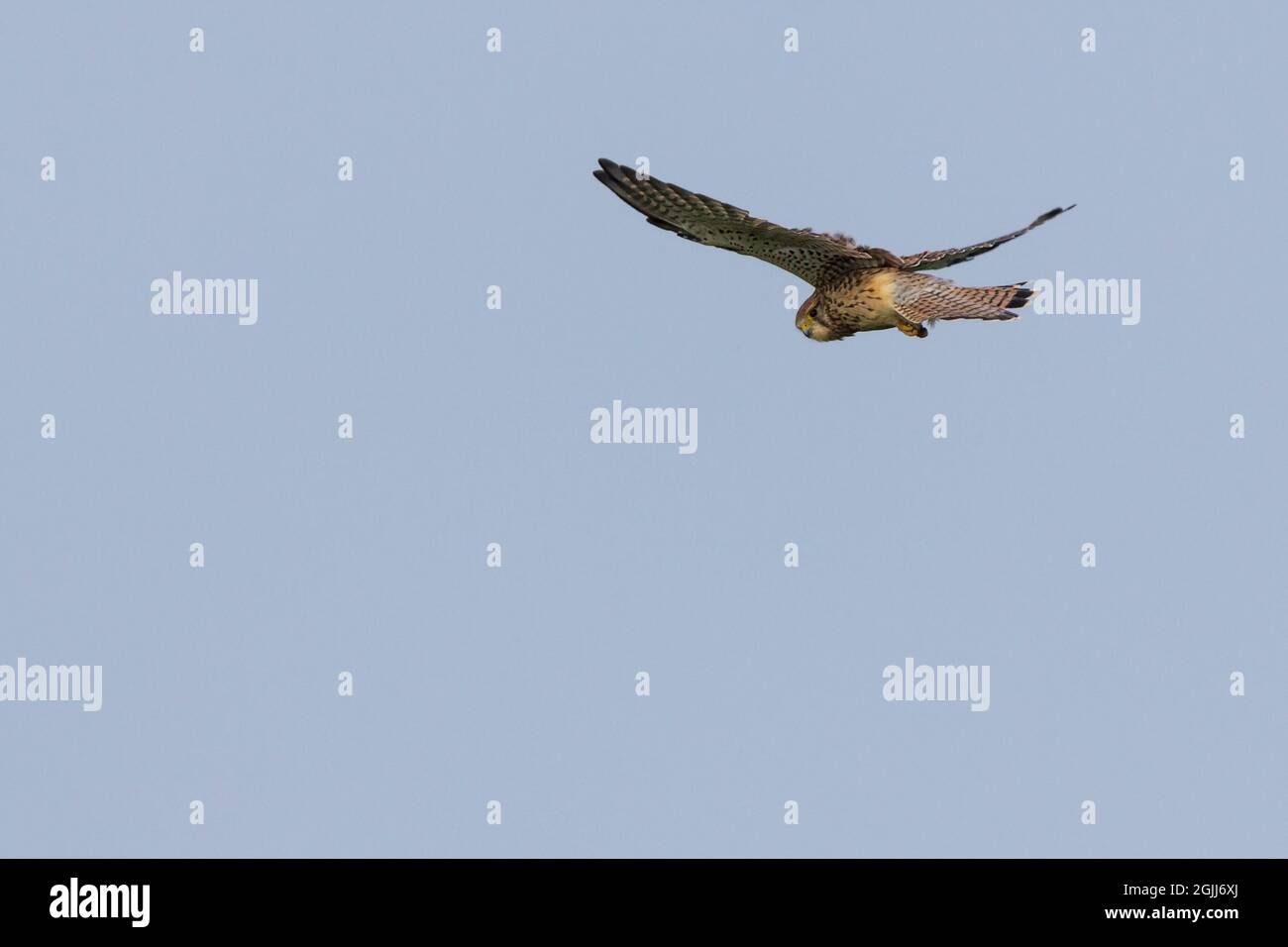 Kestral Falco tinnunculus planant en regardant vers l'arrière de la visionneuse femelle noir barré brun rouillé queue tacheté brun plumage pieds jaunes, base de la facture, anneau d'oeil Banque D'Images