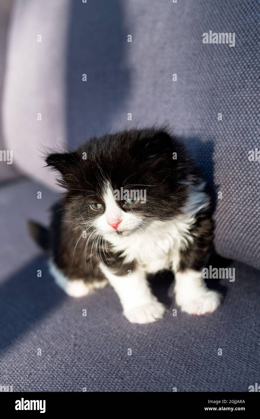 Mignon Chaton Noir Et Blanc Photo Stock Alamy
