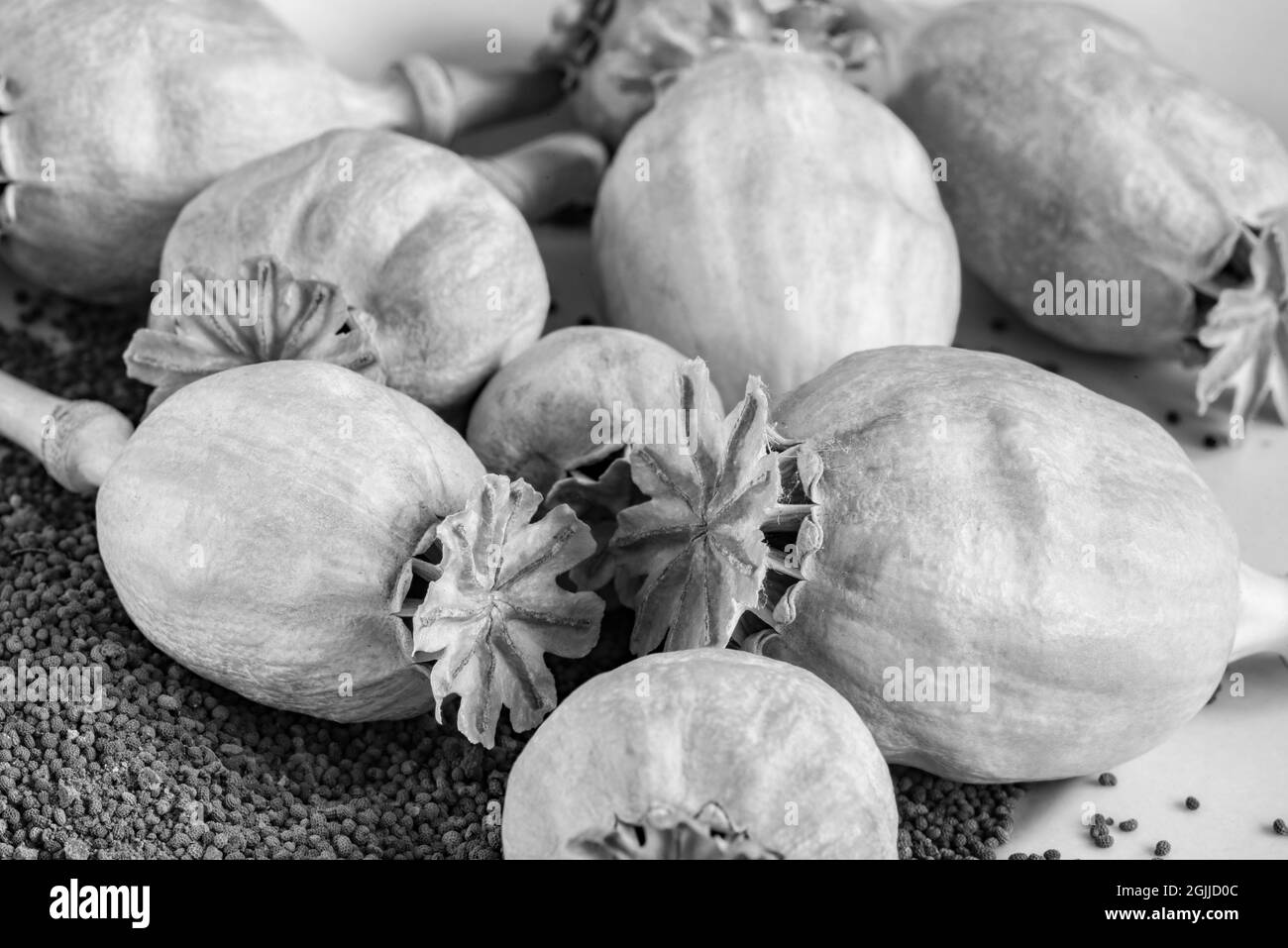 La capsule de graines d'un pavot (Papavera) et les graines de pavot déversées Banque D'Images