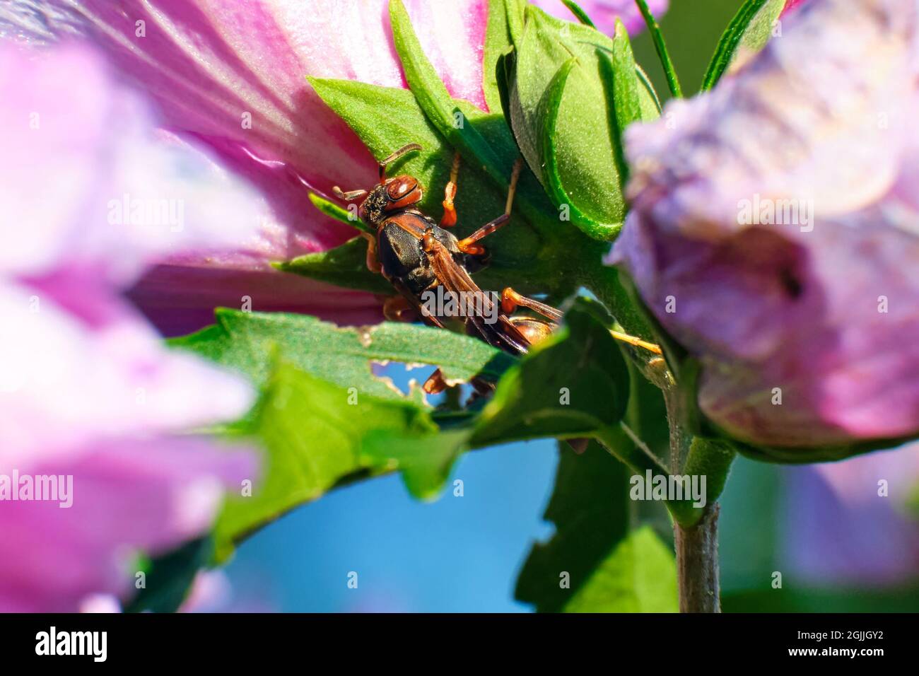 Guêpe de papier sur fleurs roses Banque D'Images