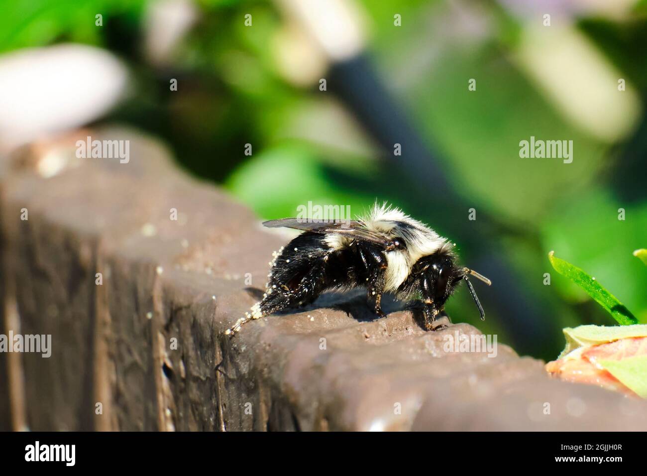 L'abeille Bumble de l'est commune (Bombus impatiens) se trouve au-dessus d'une clôture marron Banque D'Images