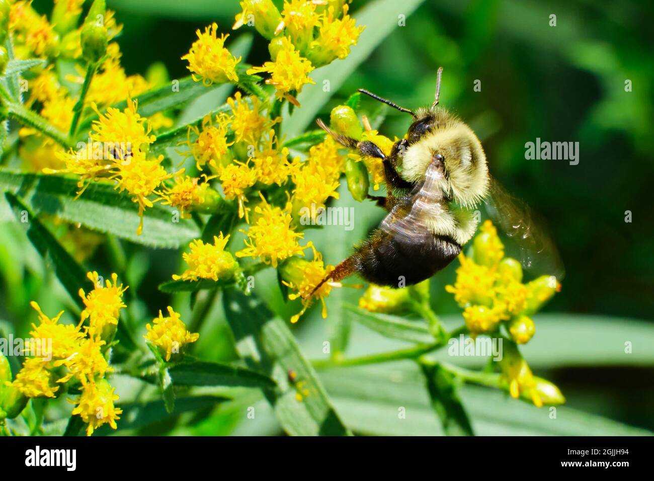 L'abeille Bumble de l'est commune (Bombus impatiens) se trouve au-dessus d'une clôture marron Banque D'Images