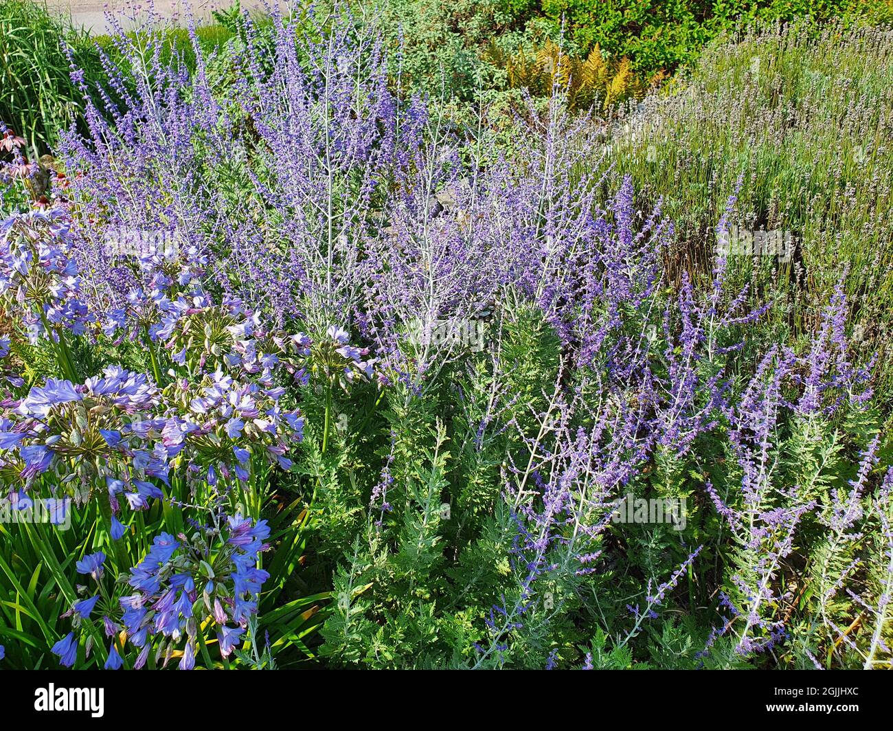 Perovskia 'Blue Spire' plante à fleurs à la fin de l'été avec une fleur  bleue pourpre en juillet et août et communément connue sous le nom de sauge  russe, stock Photo Stock -