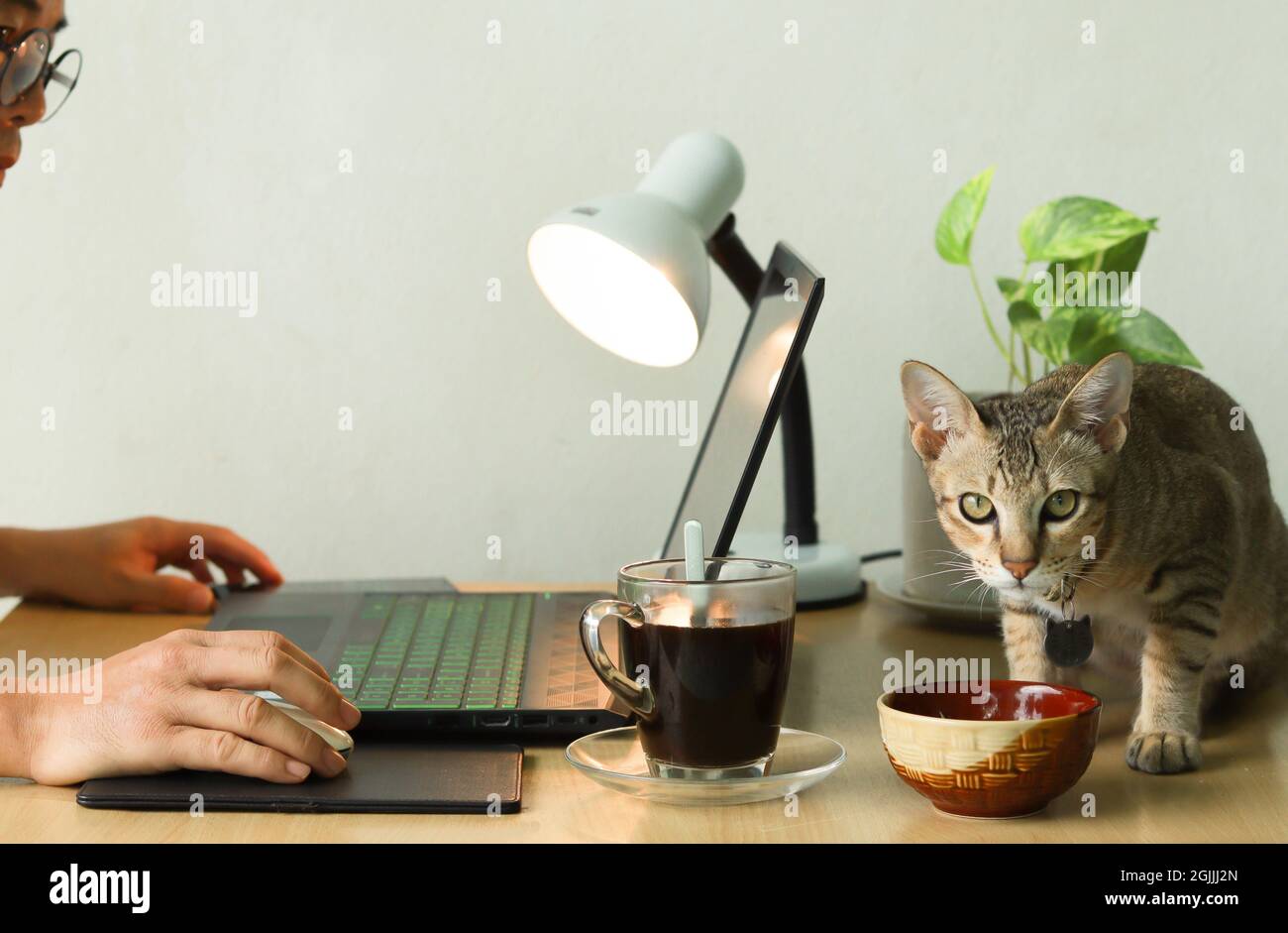 Concept « travail à domicile ». Mains d'un homme travaillant sur un  ordinateur portable et il y a un chat manger sur la table en même temps.  Sur la table ont le