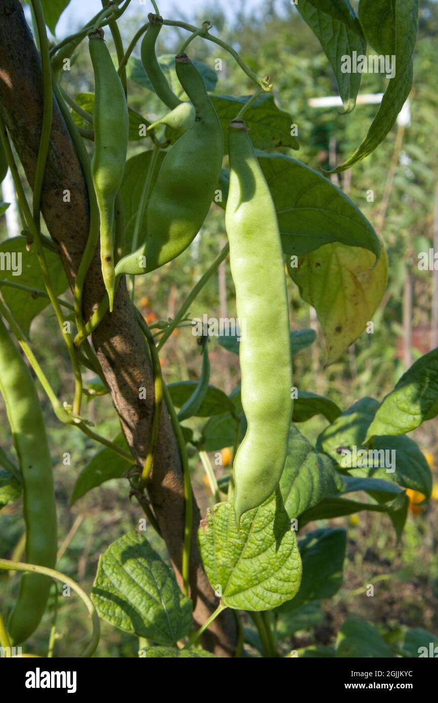 Haricot vert Focus sur la ficelle verte et les gousses et les feuilles de haricots défocused poussant dans le concept de jardin pour le jardinage auto-suffisant Banque D'Images