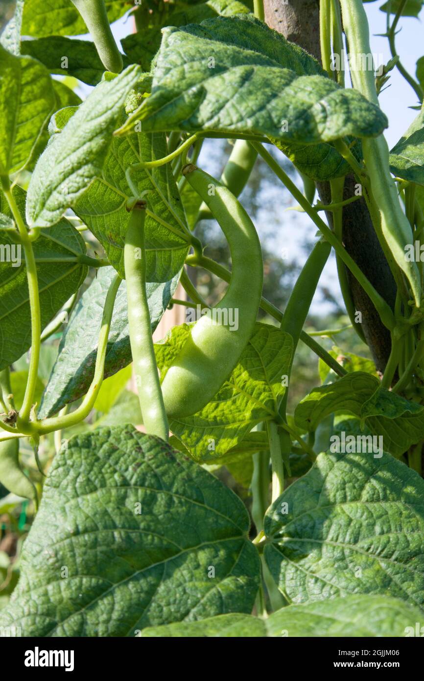 Haricot vert Focus sur la ficelle verte et les gousses et les feuilles de haricots défocused poussant dans le concept de jardin pour le jardinage auto-suffisant Banque D'Images