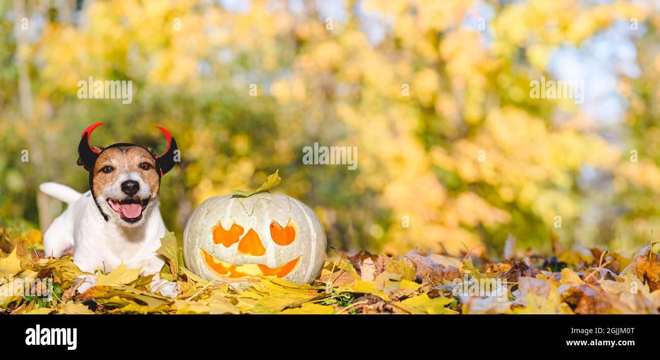 Joyeux chien en costume d'Halloween de petit diable à côté de la citrouille sculptée dans le parc d'automne par beau soleil Banque D'Images