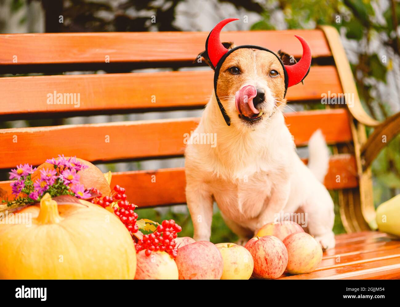 Scène rustique avec chien de chasse heureux en costume d'Halloween derrière la récolte fraîche de fruits d'automne, de pommes et de citrouille Banque D'Images