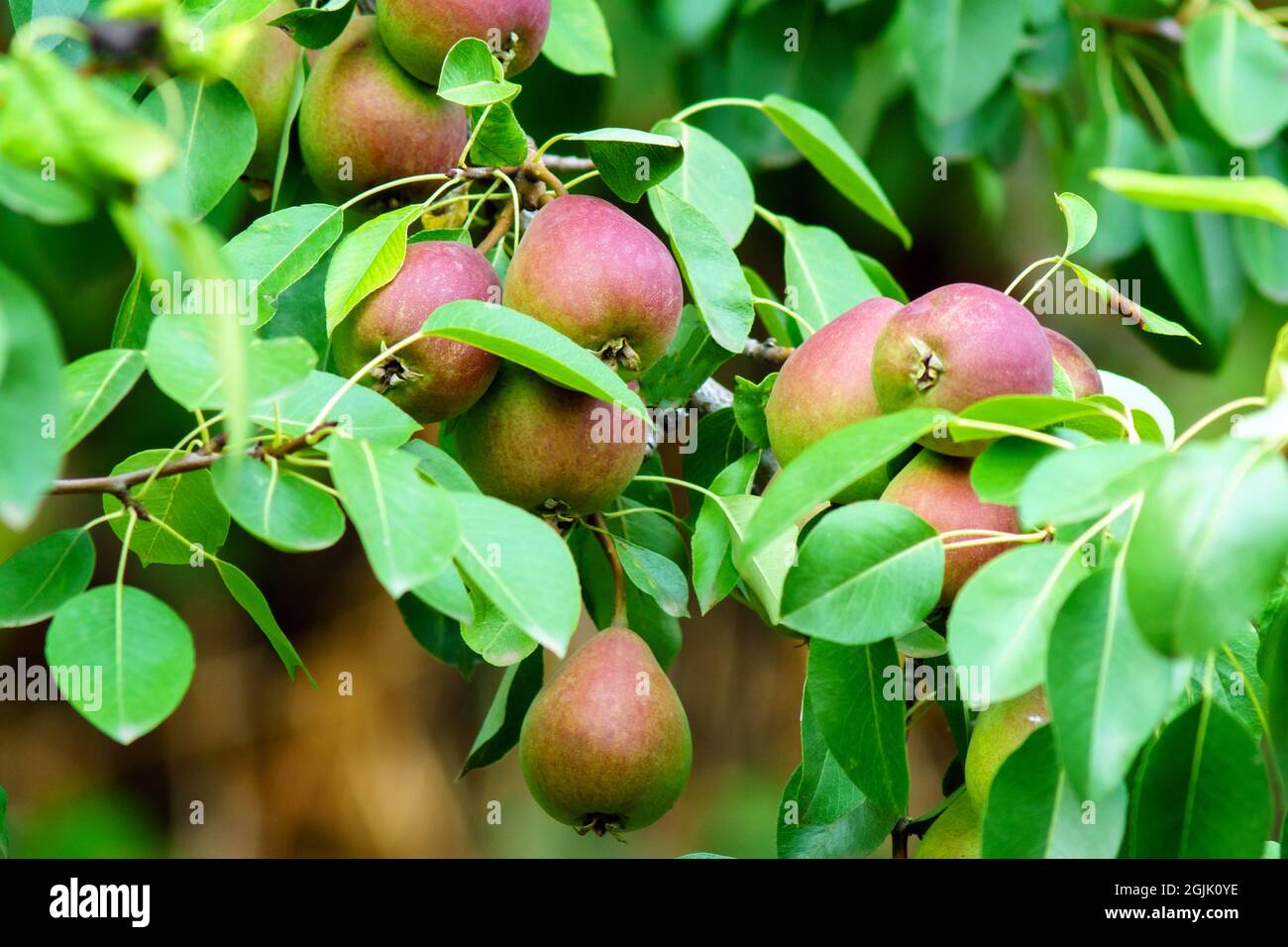 Beaucoup de poires mûres juteuses accrochées à un arbre à feuilles vertes. Concept biologique sain de fond de la nature Banque D'Images