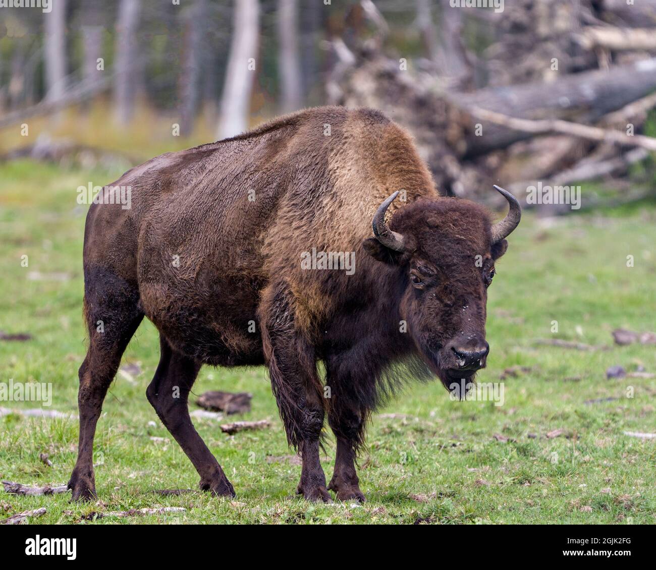 Bison gros plan marcher dans le champ avec un arrière-plan de forêt flou montrant un grand corps et des cornes dans son environnement et son habitat . Buffalo photo. Banque D'Images