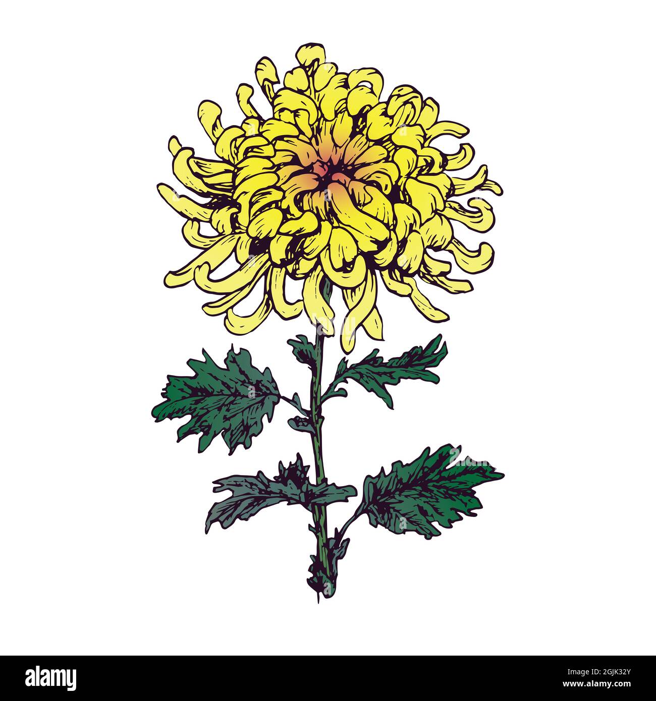 Fleur jaune de chrysanthème, dessin de couleur d'oodle, style de coupe de bois Banque D'Images