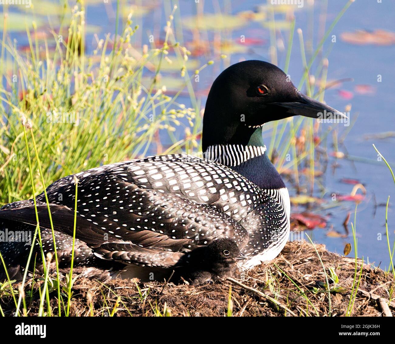 Le Loon commun avec un bébé de jour poussait sous ses ailes de plumes sur le nid protégeant et prenant soin du bébé dans son environnement et son habitat. Loon Banque D'Images Le Loon commun avec un bébé de jour poussait sous ses ailes de plumes sur le nid protégeant et prenant soin du bébé dans son environnement et son habitat. Loon Banque D'Images