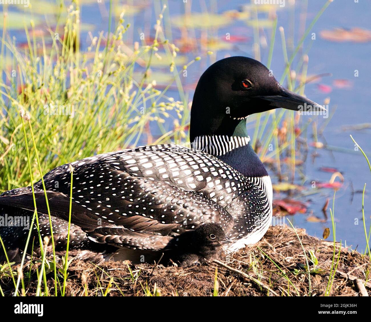 Le Loon commun avec un bébé de jour poussait sous ses ailes de plumes sur le nid protégeant et prenant soin du bébé dans son environnement et son habitat. Loon Banque D'Images