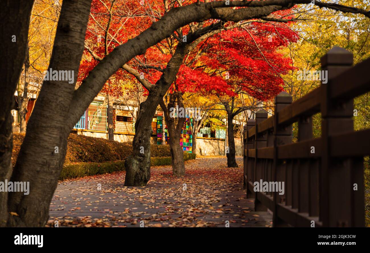 Automne en Corée, belle forêt d'érable, sentier de randonnée avec feuilles d'automne Banque D'Images