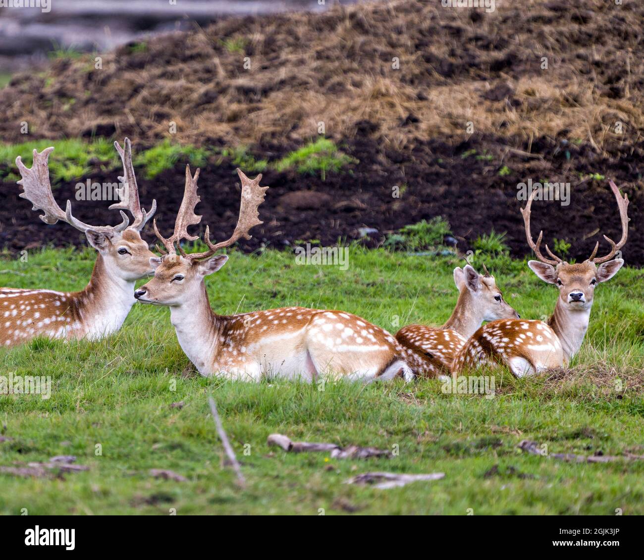 Cerf en gros plan se reposant dans le champ avec l'herbe flou fond dans leur environnement et son habitat environnant. Image de cerf de jachère. Banque D'Images