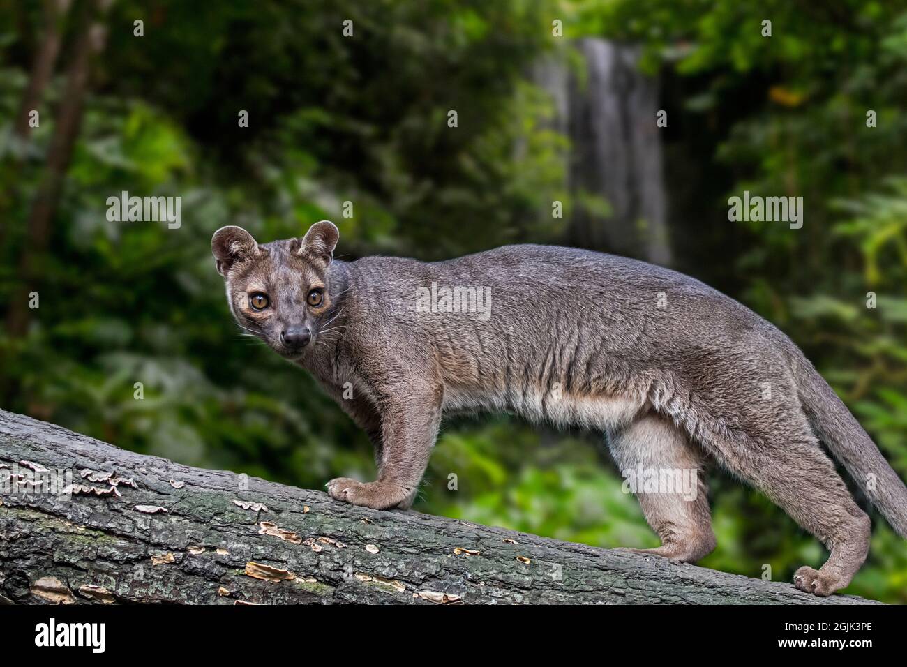 Fossa (Cryptoprocta ferox) chasse dans les arbres en forêt, le plus grand carnivore malgache de mammifères endémique à Madagascar, en Afrique Banque D'Images