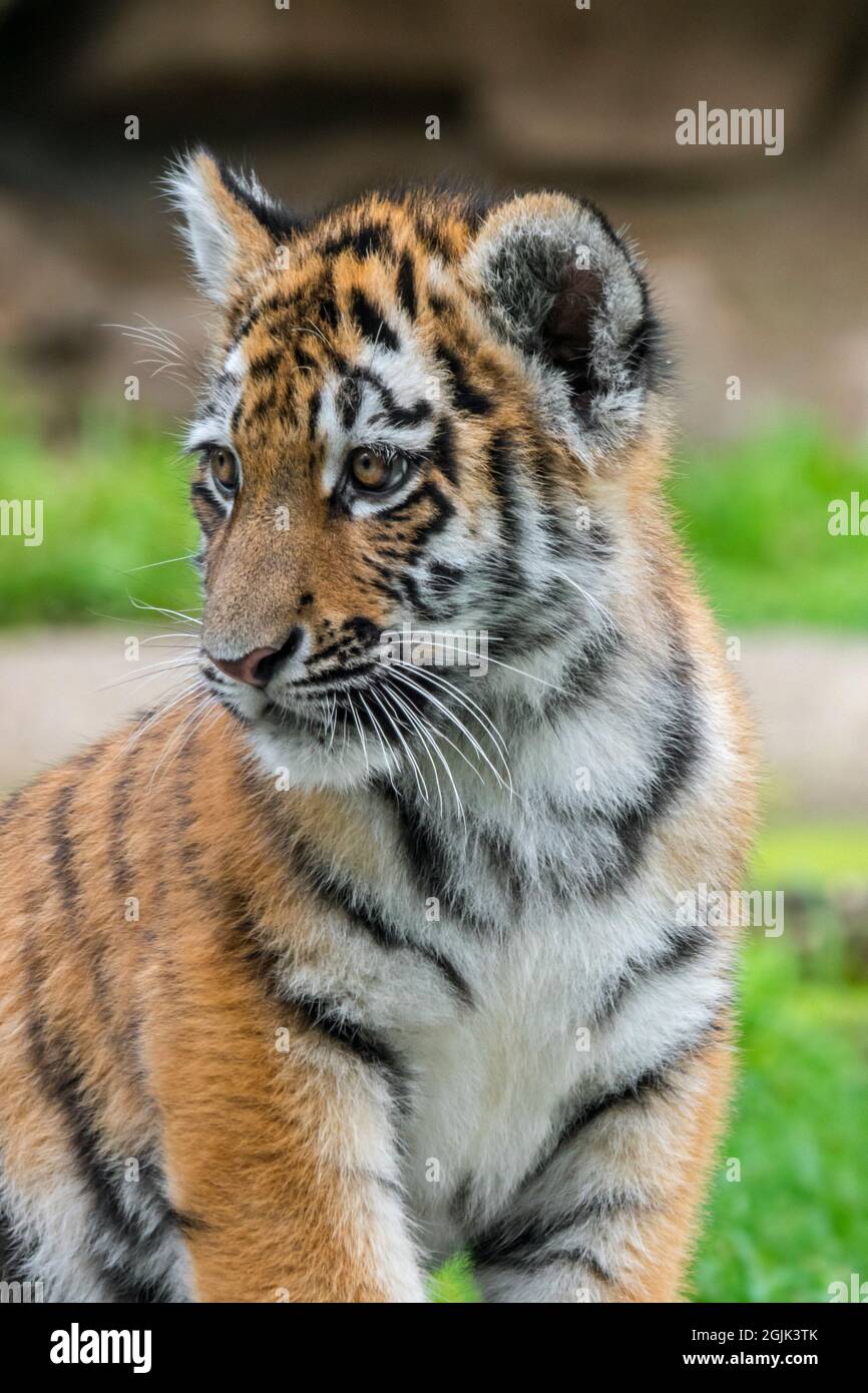Tigre de Sibérie (Panthera tigris altaica) cub, portrait en gros plan au zoo Banque D'Images
