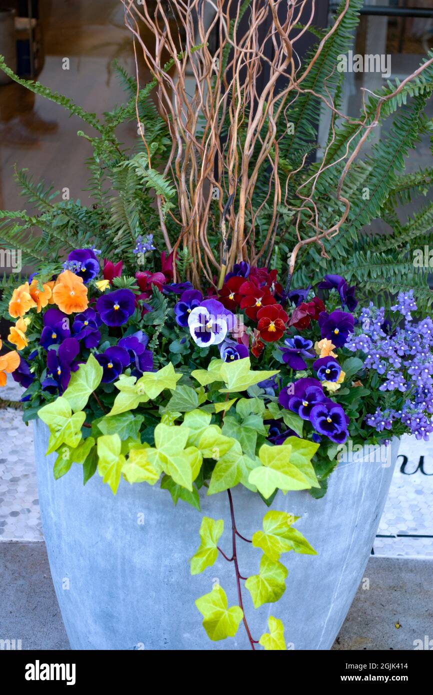 Pot décoratif de pansies devant une boutique. St Paul Minnesota MN États-Unis Banque D'Images