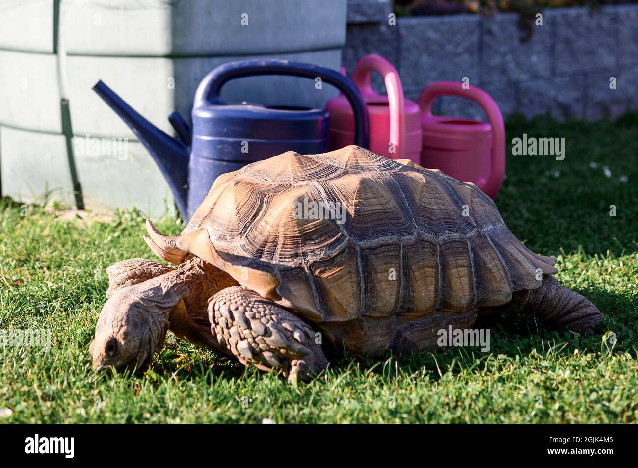 Kitzingen, Allemagne. 08 septembre 2021. L'Africain a poussé la tortue nommée Otto mange de l'herbe. Le Landschildkröten Auffangstation e.V. de Kitzingen prévoit un nombre accru de tortues à remettre dans les semaines à venir - et ne peut pas les prendre tous en eux-mêmes. Credit: Vogl Daniel/dpa/Alay Live News Banque D'Images