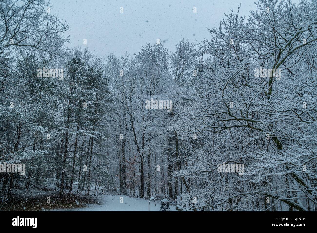 Neige épaisse tombant couvrant rapidement les branches de l'arbre avec de gros flocons de neige par une journée gris sombre en hiver Banque D'Images