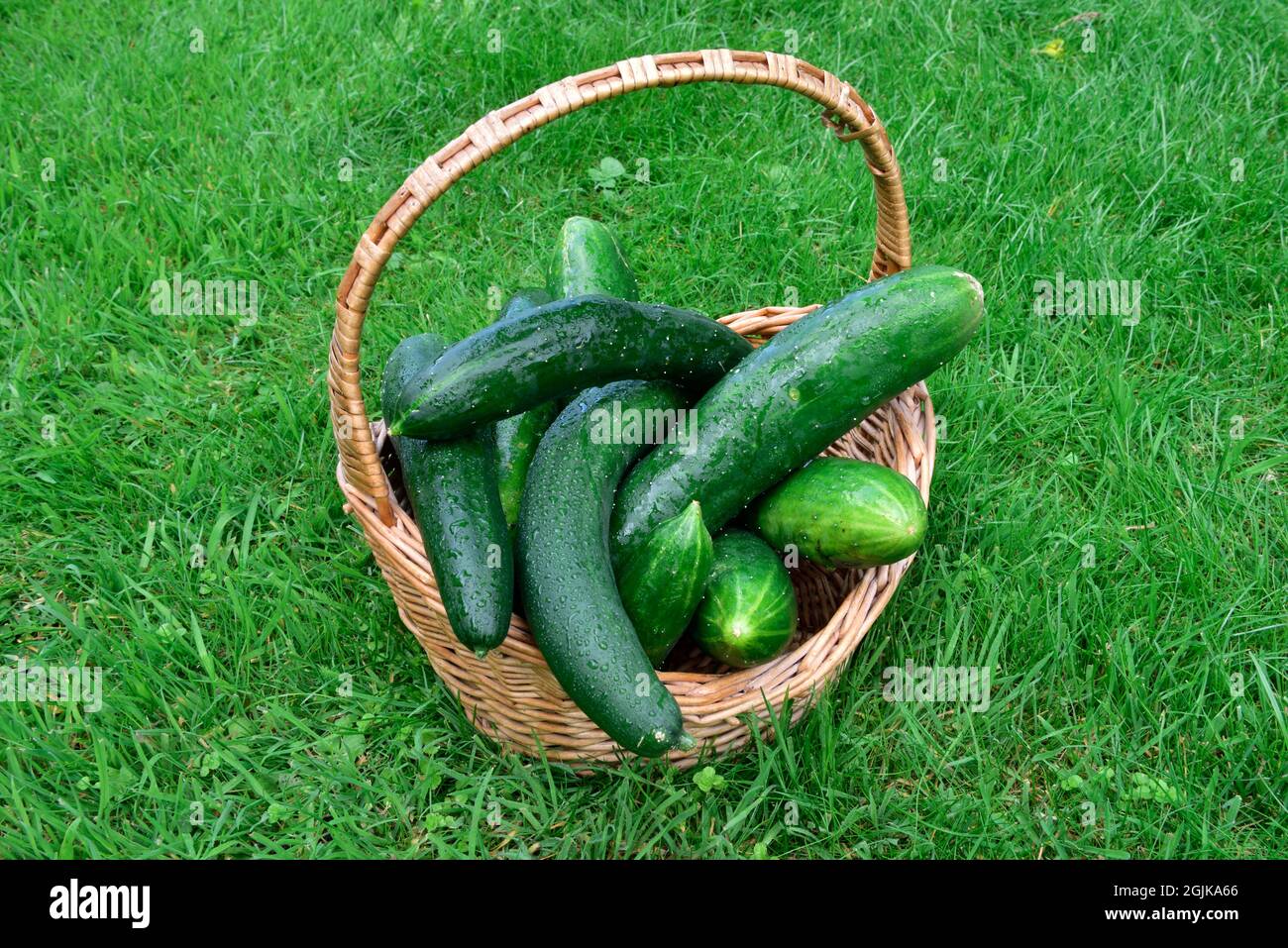 Panier de la maison jardin produit concombres (variété Marketmore 76) juste moissonné assis sur la pelouse Banque D'Images