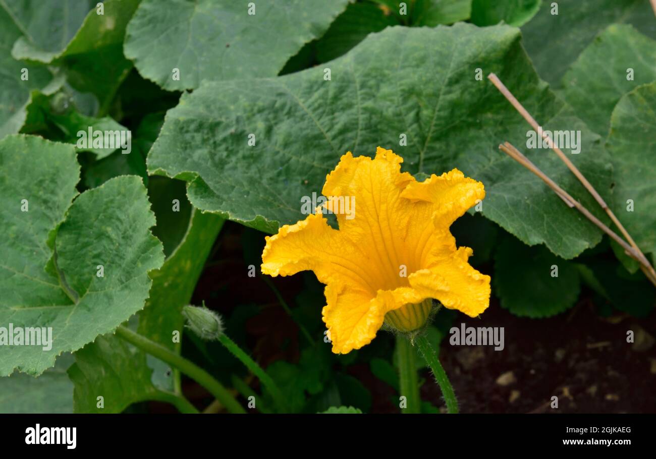 Fleur jaune sur la plante de courgette en croissance dans le jardin à la maison, Royaume-Uni Banque D'Images