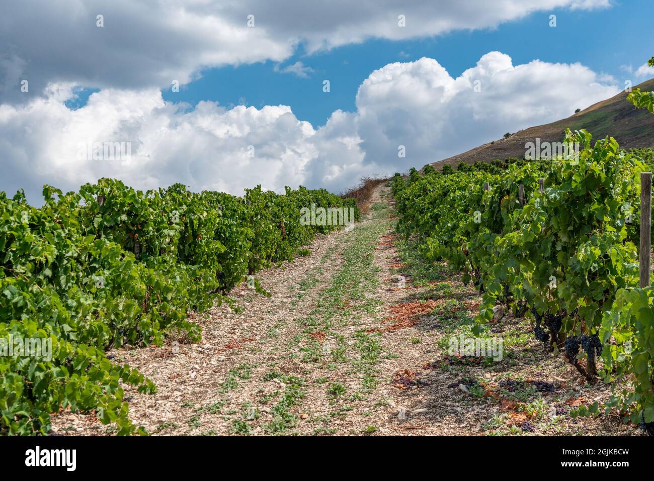 Vignobles de Terra Libera - Centopassi, San Giuseppe Jato, Sicile, Italie Banque D'Images