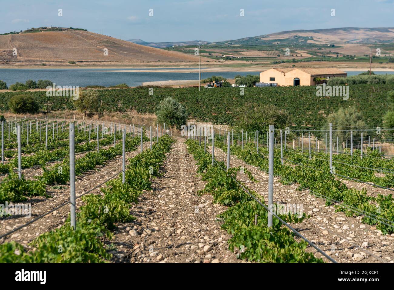 Vignobles à Lago Arancio, Sambuca, Sicile, Italie Banque D'Images