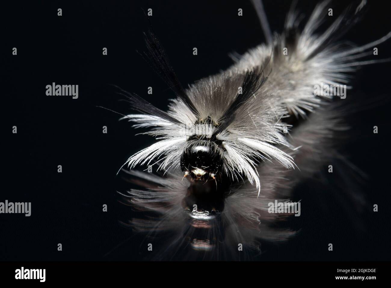 Tussock Moth Caterpillar ou Pale Tiger Moth Caterpillar (Halysidota tessellalis) - Brevard, Caroline du Nord Banque D'Images