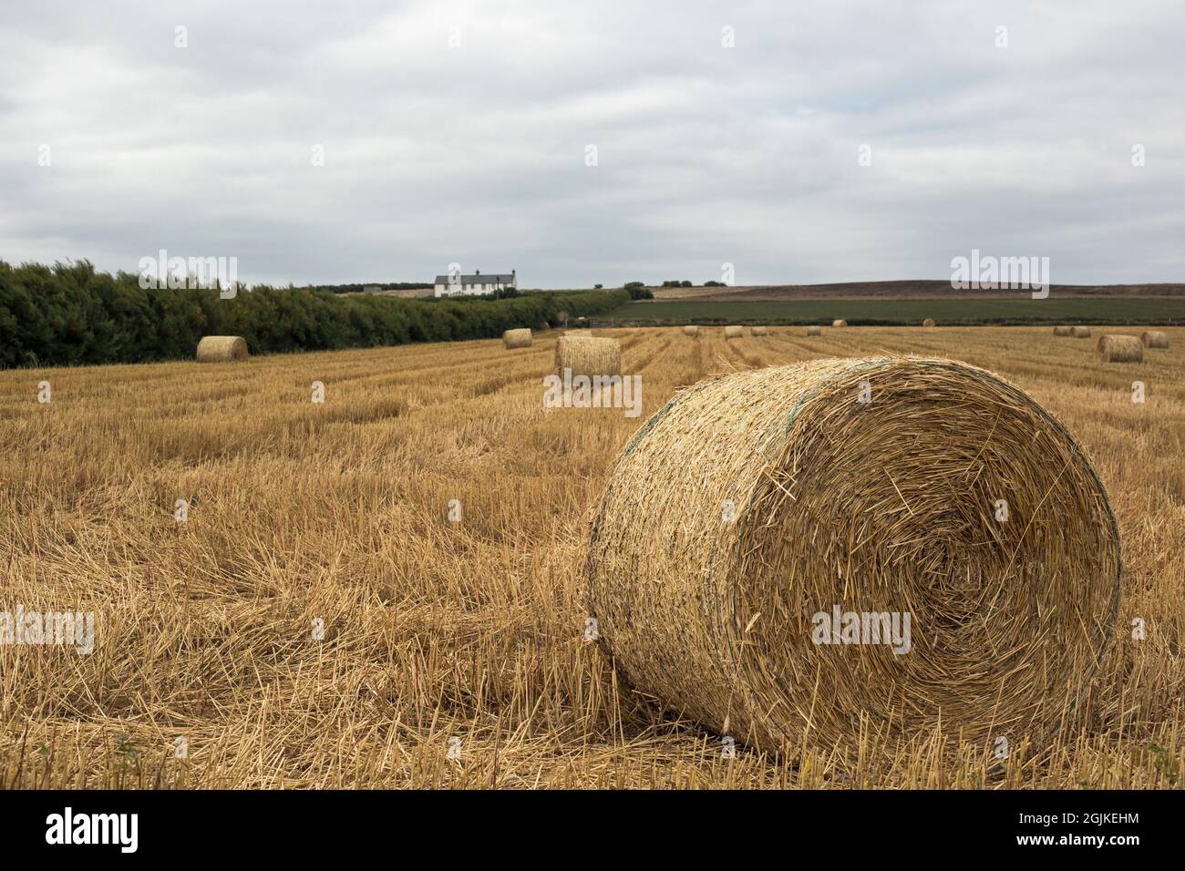 Cubert, Newquay, Cornouailles, Angleterre, 31 août 2021, Vue des balles de foin récoltées dans les champs de la ferme Cornish Banque D'Images