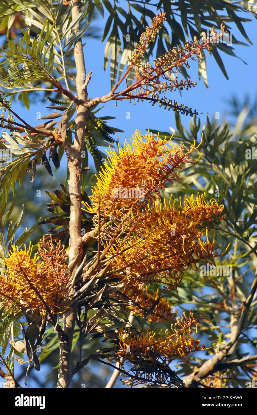 Chêne soyeux du sud, chêne de soie ou chêne soyeux, chêne d'argent ou chêne d'argent australien, Silbereiche, Grevillea robusta, selyemtölgy, Australie Banque D'Images