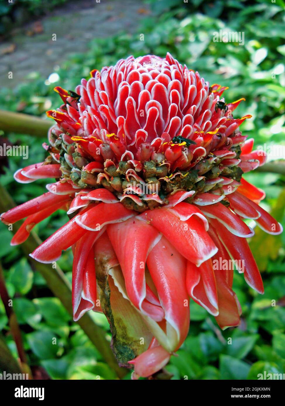 Torche rouge fleur de gingembre (Etlingera elatior) Banque D'Images