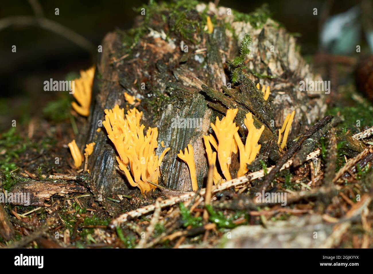 Ramaria largentii de champignons dans la forêt de corail Banque D'Images