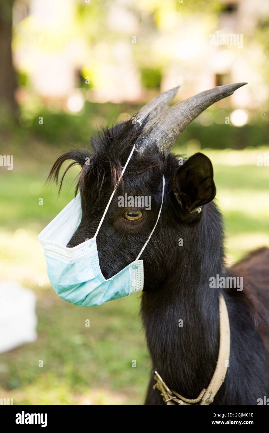 Portrait d'un gamin noir camerounais dans un masque médical. La chèvre est en quarantaine. Humour pendant la pandémie du coronavirus. Banque D'Images