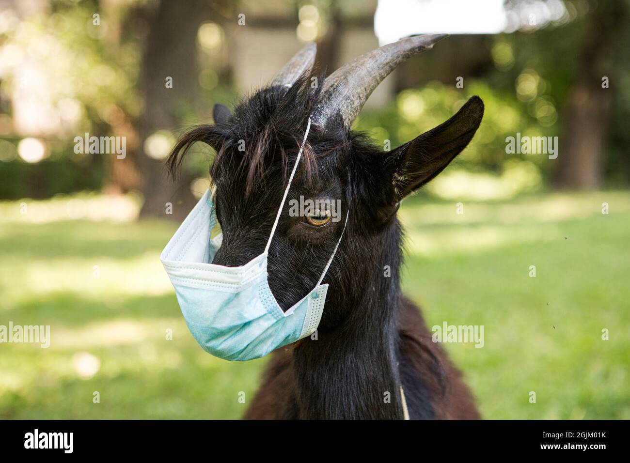 Portrait d'un gamin noir camerounais dans un masque médical. La chèvre est en quarantaine. Humour pendant la pandémie du coronavirus. Banque D'Images