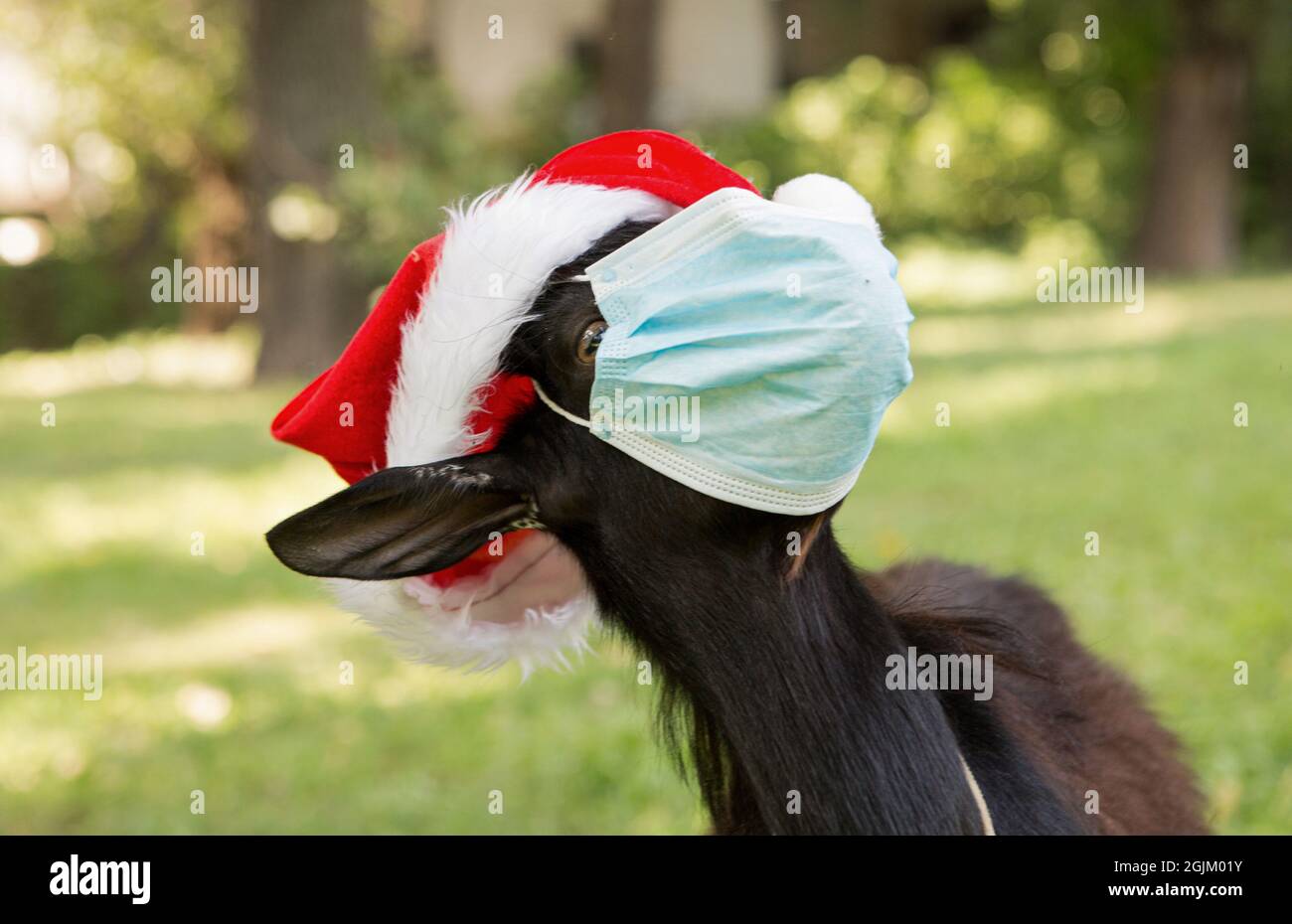 Portrait d'un gamin noir du Cameroun portant un chapeau du Père Noël et un masque médical. La chèvre est en quarantaine. L'humour du nouvel an pendant le coronavirus p Banque D'Images