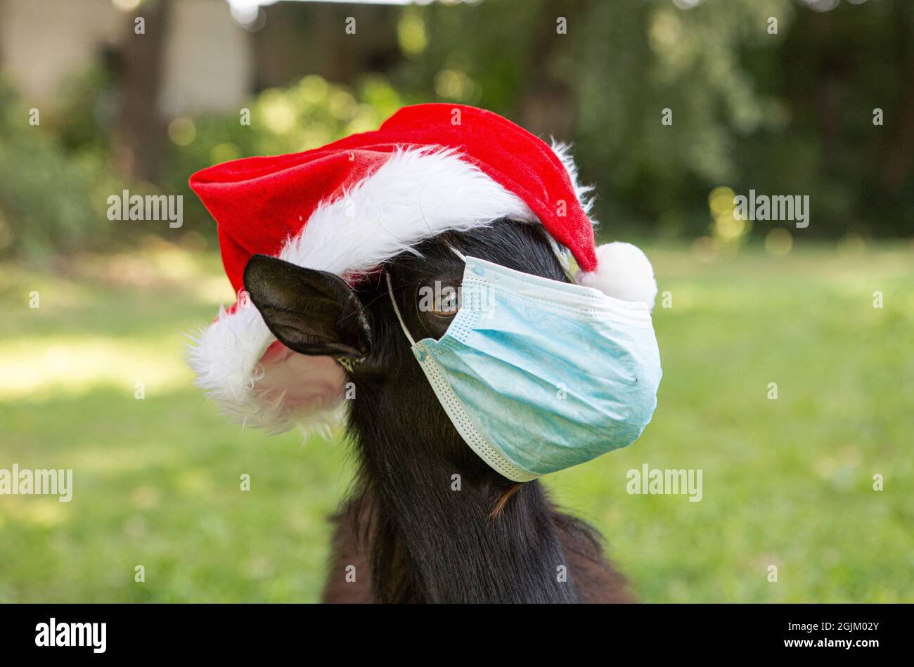 Portrait d'un gamin noir du Cameroun portant un chapeau du Père Noël et un  masque médical. La chèvre est en quarantaine. L'humour du nouvel an pendant  le coronavirus p Photo Stock -