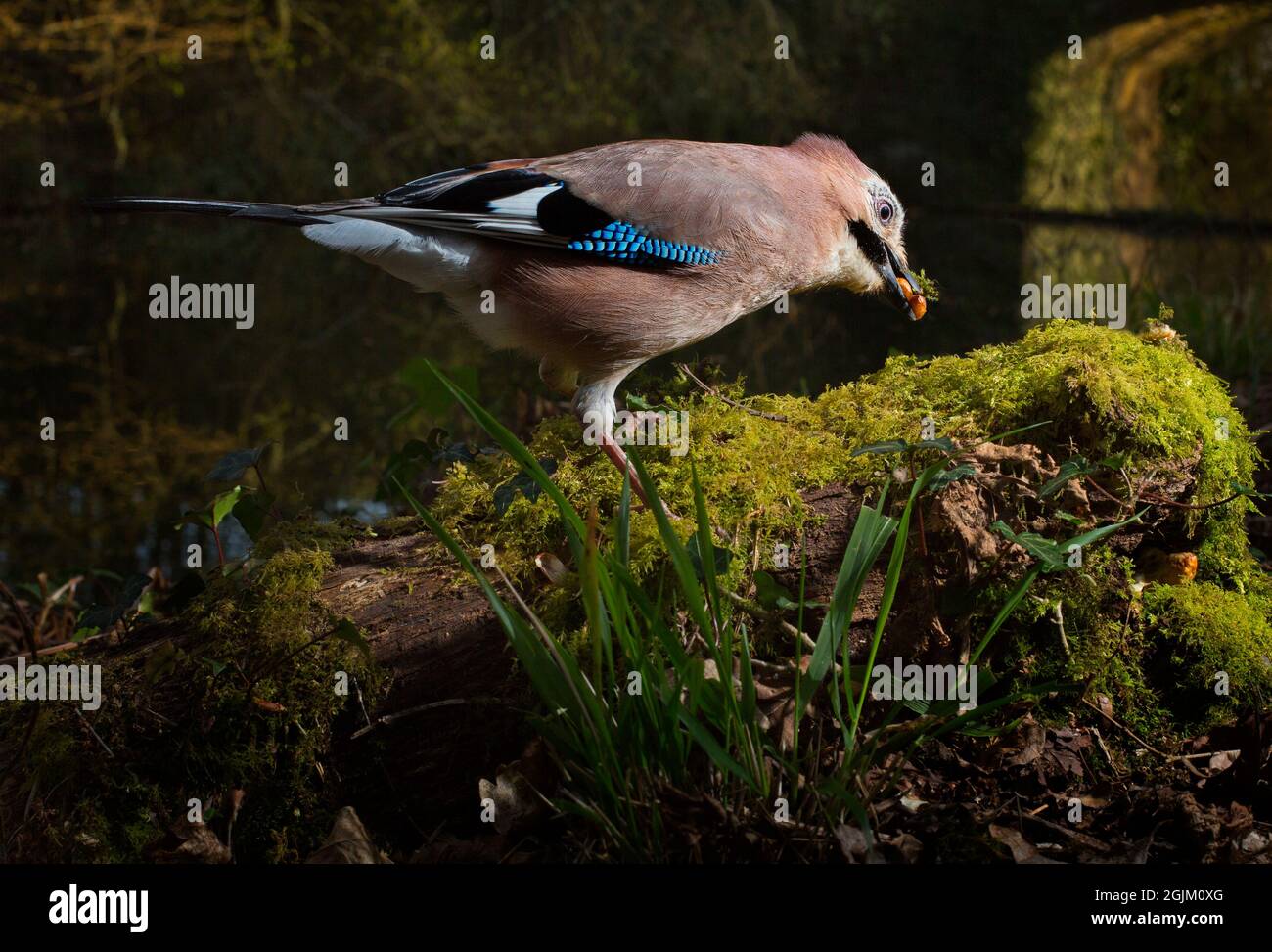 Jay sur un vieux chemin de fer désutilisé, Devon, Royaume-Uni Banque D'Images