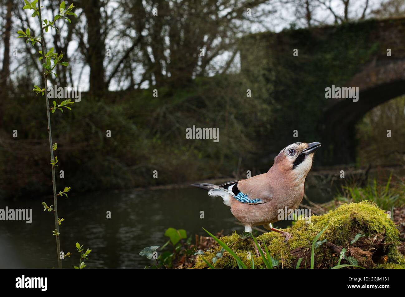 Jay sur un vieux chemin de fer désutilisé, Devon, Royaume-Uni Banque D'Images