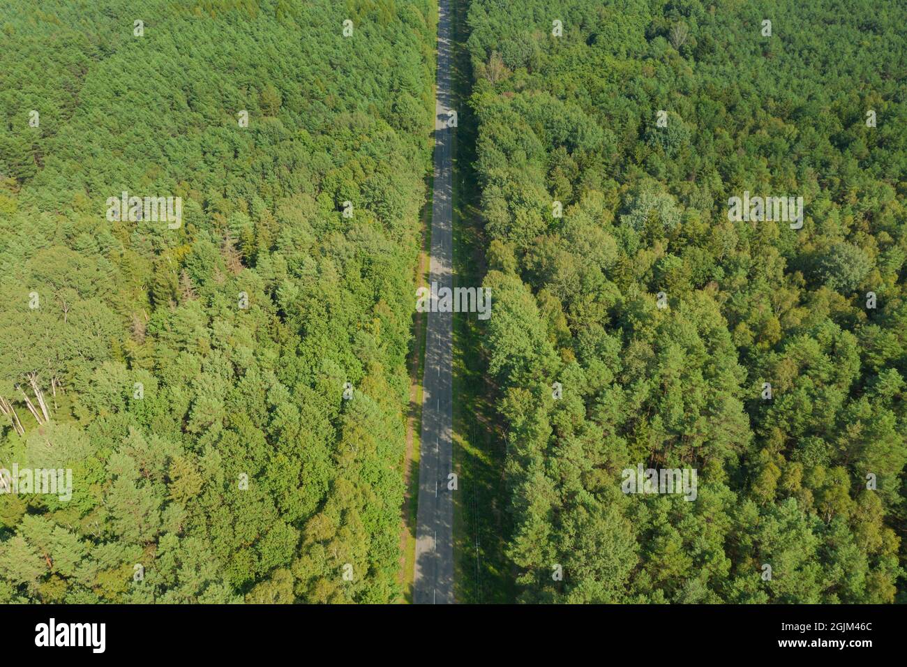 Route asphaltée à travers une épaisse forêt de pins. Vue depuis le drone. Banque D'Images