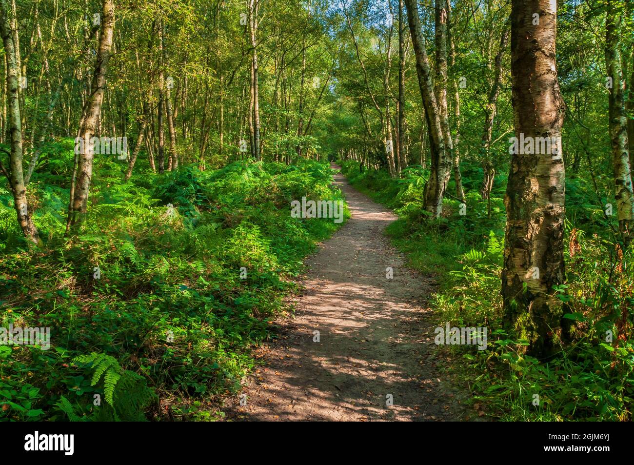 Le soleil de l'après-midi filant à travers des bouleaux argentés le long d'un tramway abandonné jusqu'aux anciennes exploitations minières de la mine de Loxley Common, près de Sheffield. Banque D'Images