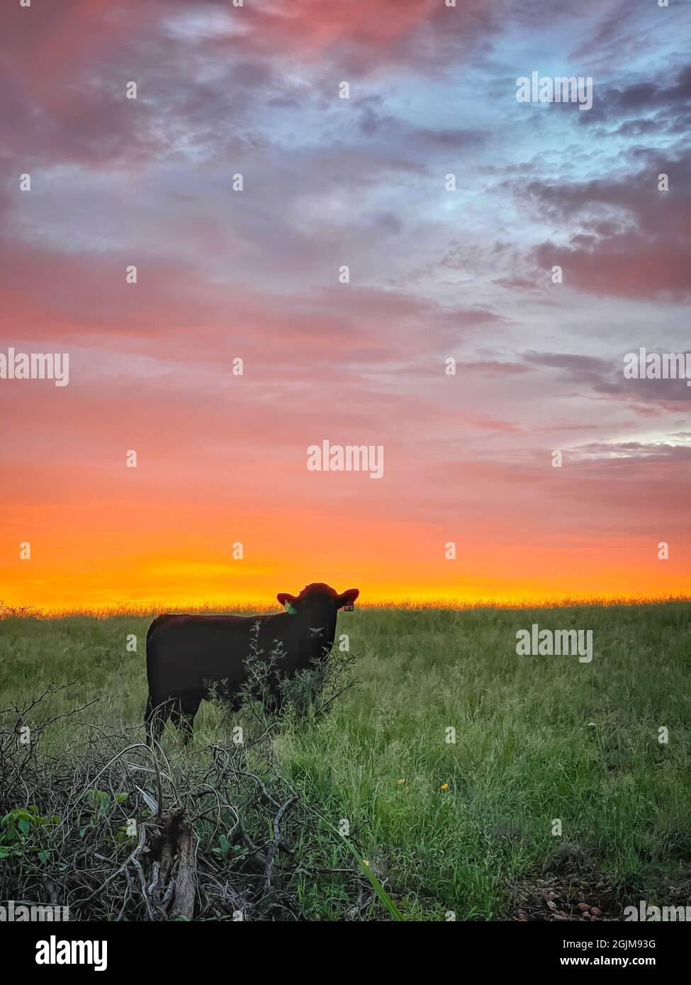 Vache noire sur le terrain regardant la caméra pendant le beau coucher du soleil Banque D'Images