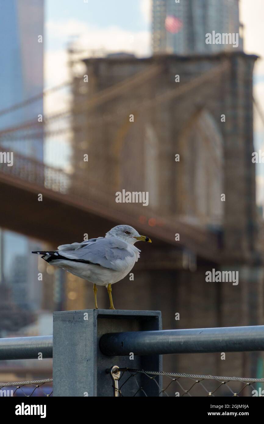 Mouette perchée près du pont de Brooklyn Banque D'Images