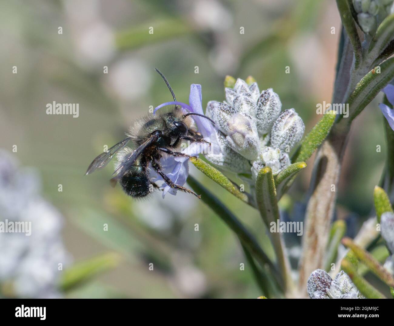 Une abeille Mason bleue mâle (Osmia) pollinisant une fleur de romarin. Banque D'Images