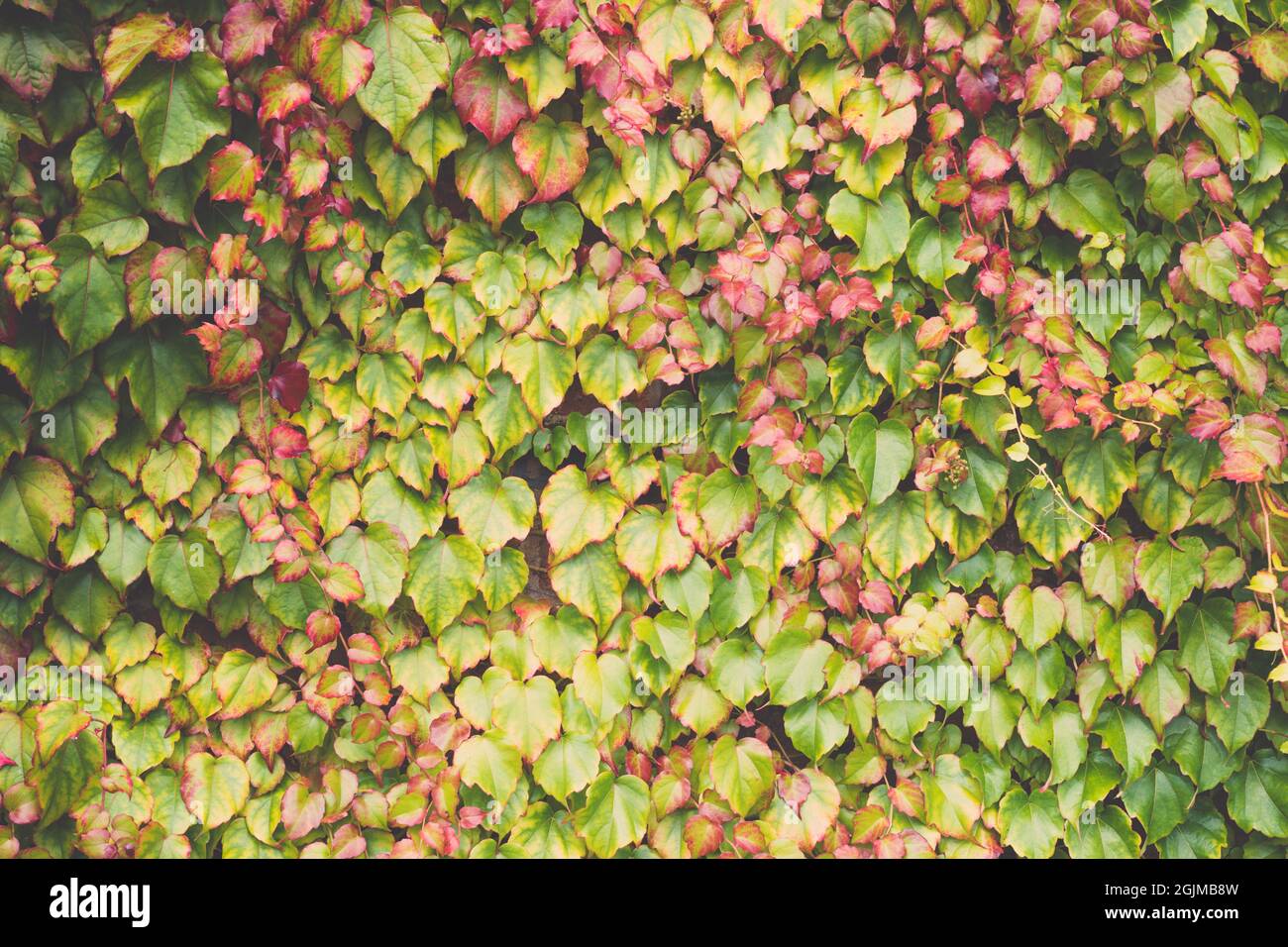 Feuillage coloré de l'ivy plante sur le mur en arrière-plan d'automne. Boston ivy Parthenocissus tricuspidata et hélice de l'ivy Hedera anglaise Banque D'Images