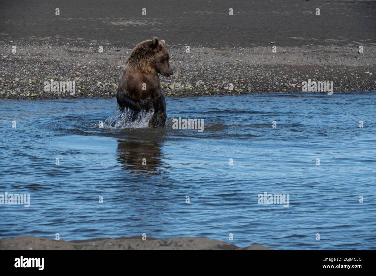 Ours brun côtier d'Alaska Banque D'Images
