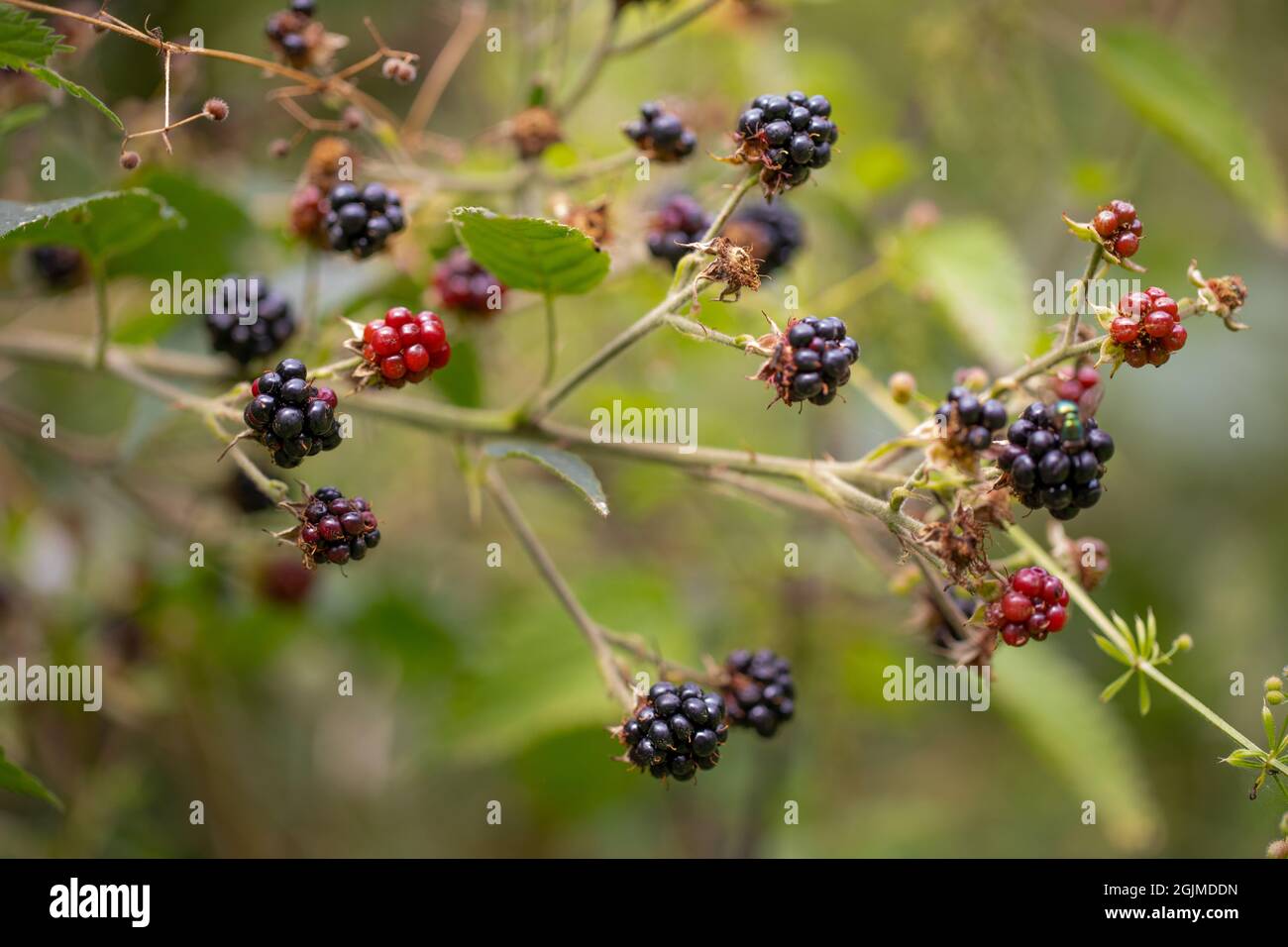 Fruits BlackBerry, dans les différentes étapes de mûrissement. Croissance dans un hedgerow au milieu d'autres végétation. Publicité d'attraction de couleur facilitant la dispersion des graines. Banque D'Images