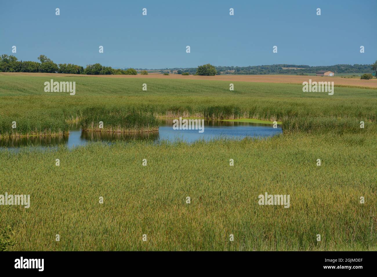 Belles terres humides de Hamden Slough sur les lacs Detroit à Audubon, comté de Becker, Minnesota Banque D'Images